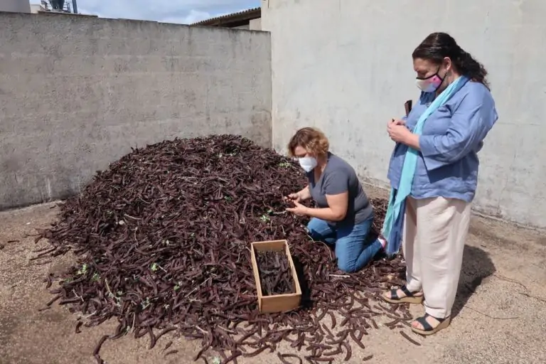 Agricultura dissenya un protocol d’actuació per prevenir robatoris en la campanya de la garrova