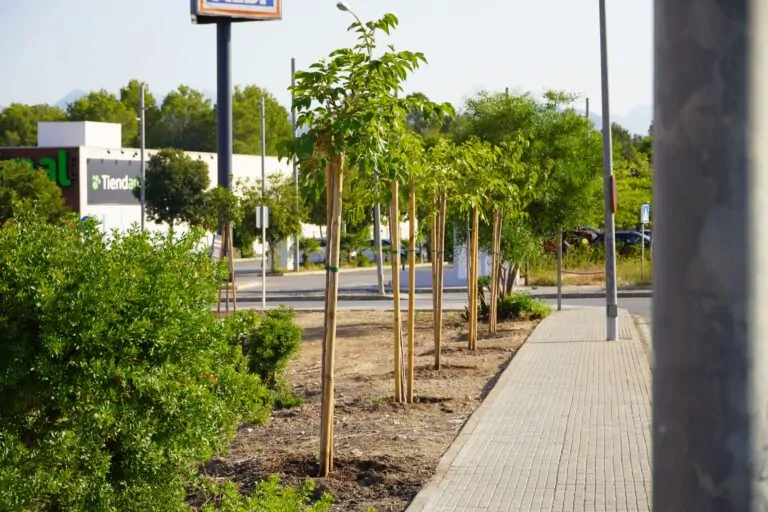 Marratxí sanea y reforesta la zona boscosa de la calle Príncipes de España con la plantación de 30 nuevos árboles