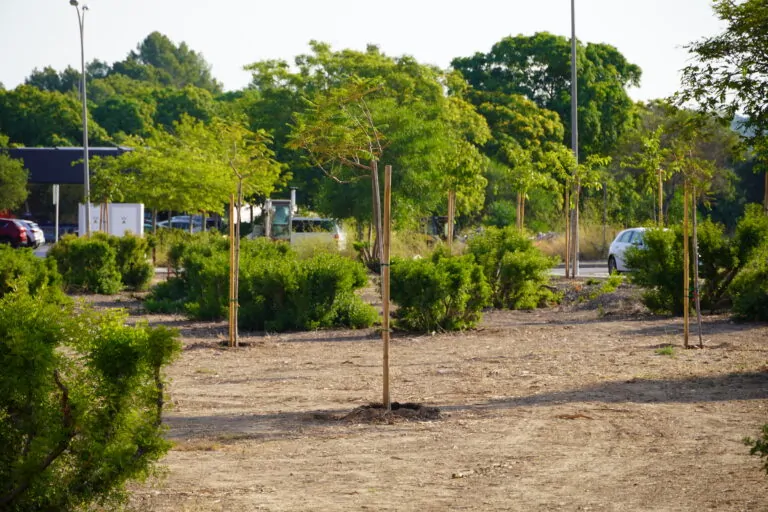 Marratxí impulsa el Plan de Arbolado 2026-2027