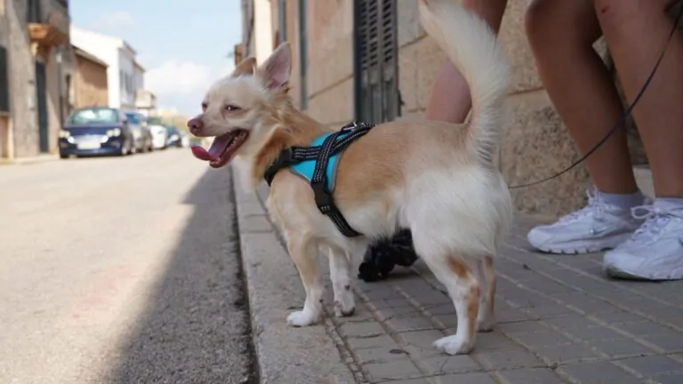 Marratxí impulsa una campaña para eliminar los excrementos de perros de la vía pública